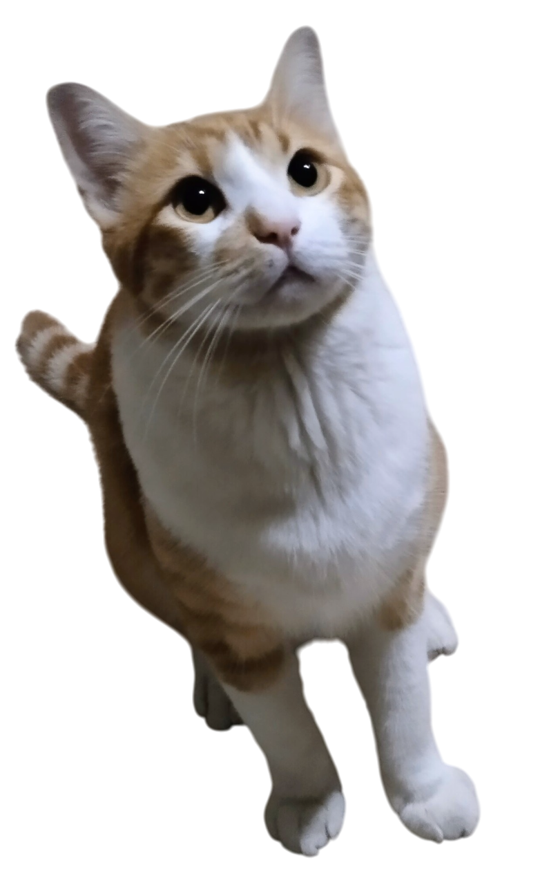 toto